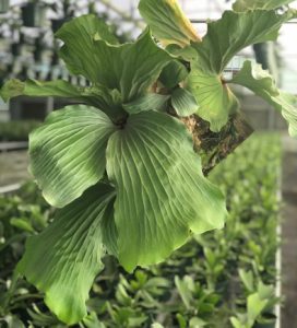 Elephant Ear Staghorn Fern