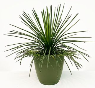 Agave Geminiflora- SUCCULENT 400x373