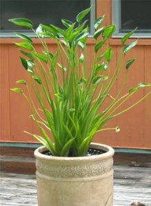 Alocasia _Tiny Dancer good_638x873