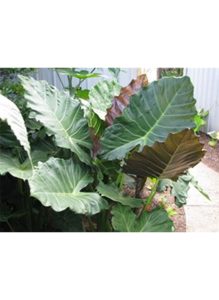 Alocasia mayan mask_638x873