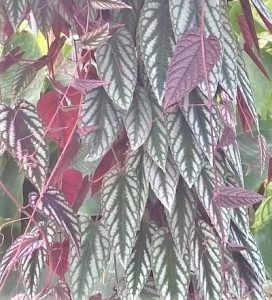 Cissus_discolor_cropped