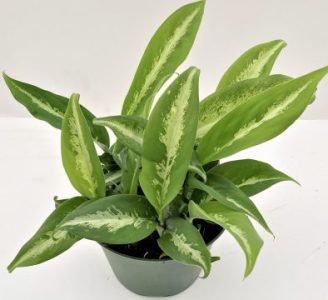 Dieffenbachia_cougar_ag2tc