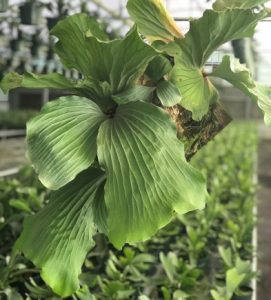 Elephant Ear Staghorn Fern