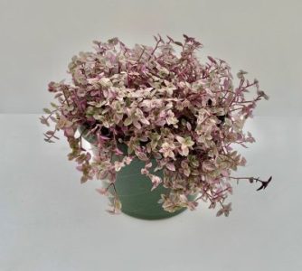 Tradescantia Pink Panther pot