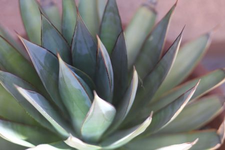 agave_blue_glow_ag2tc