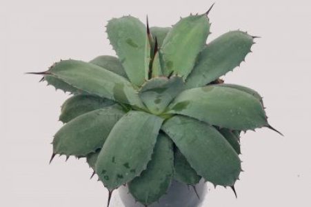 agave_parryi_j_c_raulston_ag2tc