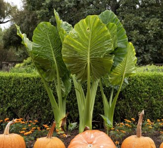 http://www.dreamstime.com/stock-image-pictured-row-orange-pumpkins-sitting-ground-front-elephant-ear-plants-french-marigold-flowers-image199984531