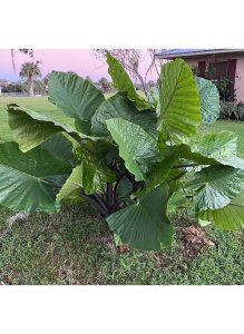 alocasia_dark_star_ag2tc_638x873