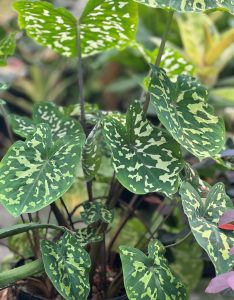 alocasia_hilo_beauty_ag2tc