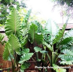 alocasia_portora_ag2tc