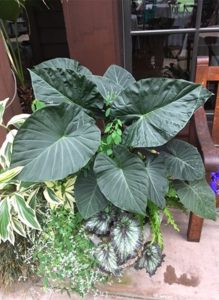 alocasia_regal_shields_ag2tc_638x873