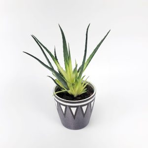 aloe_solar_flare_pp#31952_ag2tc