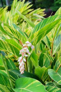 alpinia_zerumbet_variegata_ag2tc