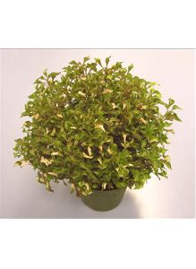 alternanthera_krinkle_red_ag2tc_638x873