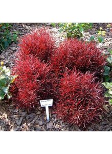 alternanthera_red_thread_ag2tc_638x873