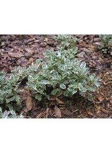 alternanthera_snow_queen_ag2tc_638x873