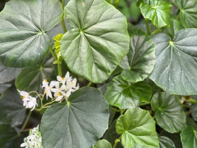begonia_odorata_alba_ag2tc