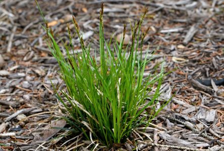 carex_pensylvanica_ag2tc copy