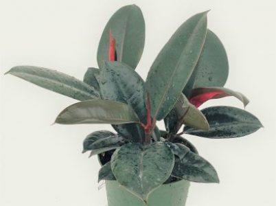 ficus_elastica_burgundy_ag2tc