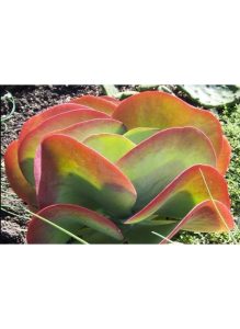 kalanchoe_thyrsiflora_flapjacks_ag2tc_638x873