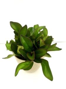 peperomia_clusiifolia_red_edge_ag2tc