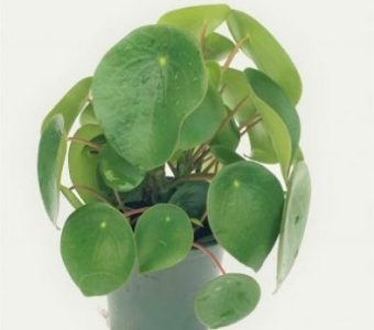peperomia_polybotrya_raindrop_ag2tc