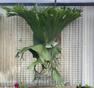 platycerium_grande_ag2tc