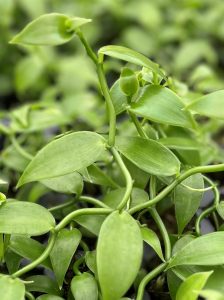 vanilla_planifolia_ag2tc
